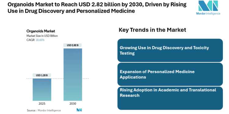 Organoids Market to Reach USD 2.82 billion by 2030, Driven by Rising Use in Drug Discovery and Personalized Medicine