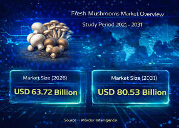 Fresh Mushrooms Market Size to Reach USD 80.53 Billion by 2031: Key Trends and Growth Drivers